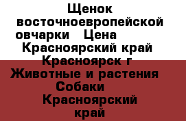 Щенок восточноевропейской овчарки › Цена ­ 5 000 - Красноярский край, Красноярск г. Животные и растения » Собаки   . Красноярский край